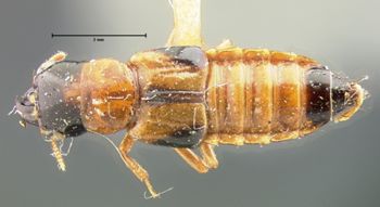 Media type: image;   Entomology 6516 Aspect: habitus dorsal view